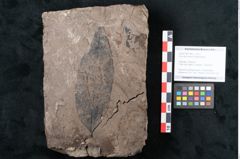 Foto (Objekt + Etikett) von Ficus tenuinervis Ettingshausen (NHMW-GEO-2024-0188-7983)